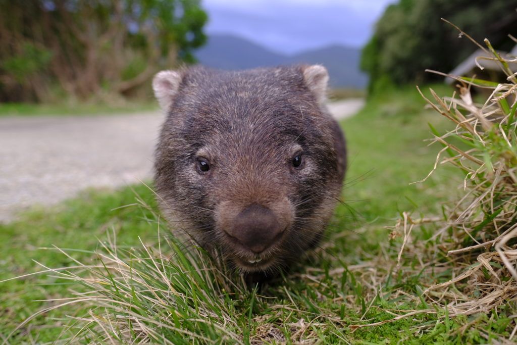 Wombat at Wilson's Prom