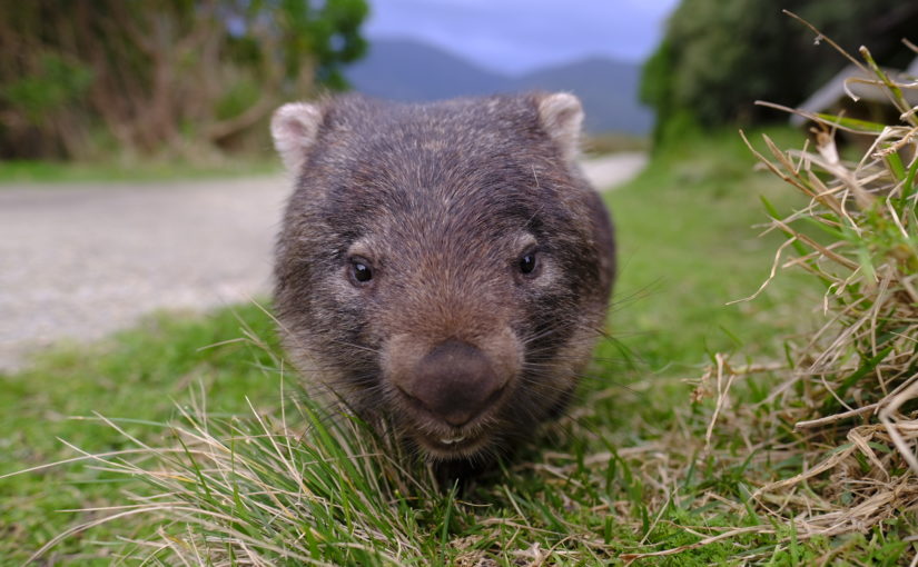 Wombat at Wilson's Prom